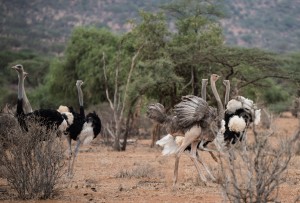 The defeated male ostrich to the left of the picture. Two female ostriches have fluffed up their feathers and are flapping their wings and following the successful male.