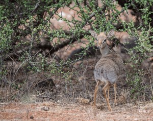 Tiny dik-dik standing facing away from us but looking back over the length of its body