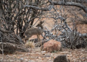 Tiny male dik-dik in amongst dead wooden branches and twigs