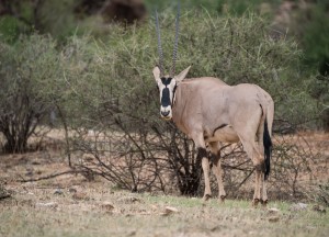 Oryx turning its head round to look back at the camera. Distinctive face markings