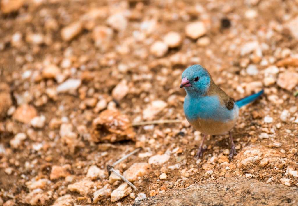 Photo of a brightly coloured bird called a Blue-capped cordon-bleu