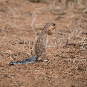 Ground squirrel standing on its hind legs and eating a seed