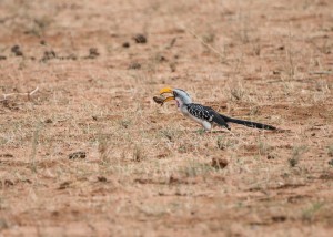Eastern yellow-billed hornbill with a huge seed in its beak