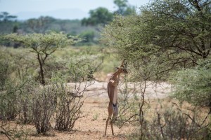 The gerenuk is stood on its hind legs and is putting its head between its front legs which are stretched up into the branches of the tree