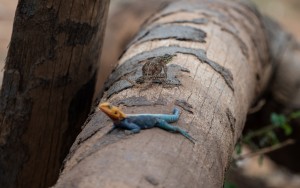 Chameleon on a log behind a agama lizard. A sharp contrast to the orange and iridescent blue of the out of focus lizard
