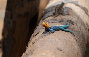Agama lizard with a chameleon behind.