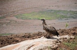 White-backed vulture perched on the edge of the river. Contrasting textures of stone, churned mud, and damp sand