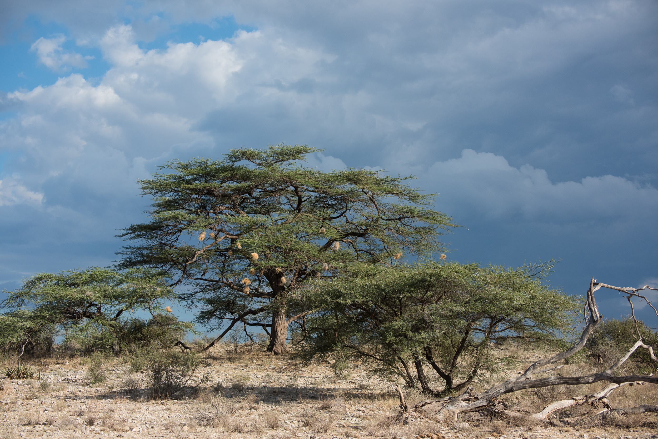 Acacia trees with weaver nests, white in the sunlight against a dark blu-grey stormy sky.