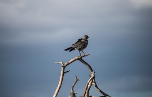 eastern chanting-goshawk on a bare branch against a stormy sky