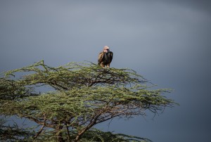 lappet-faced vulture on an acacia tree with stormy background