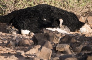 three recently hatched somali ostrich chicks. Two curled up near the neck of the ostrich and one further back looking to camera