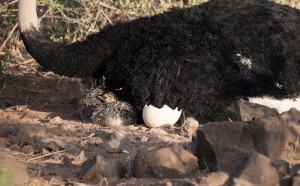 two somali ostrich chicks next to half an egg shell