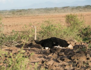 long shot of the male ostrich and chicks showing the open nature of the nest site