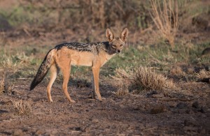 black-backed jackal, ears up and looking to camera