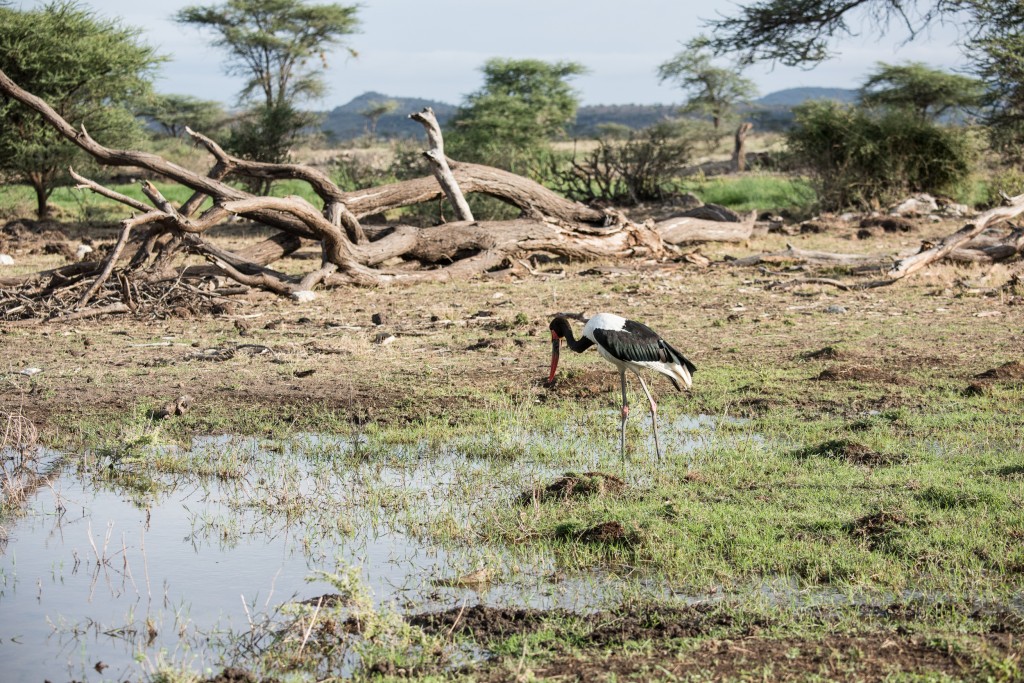 saddle-billed stork wading in some standing water on marshy ground with a large dead tree laying in the background and a glimpse of hills on the horizon