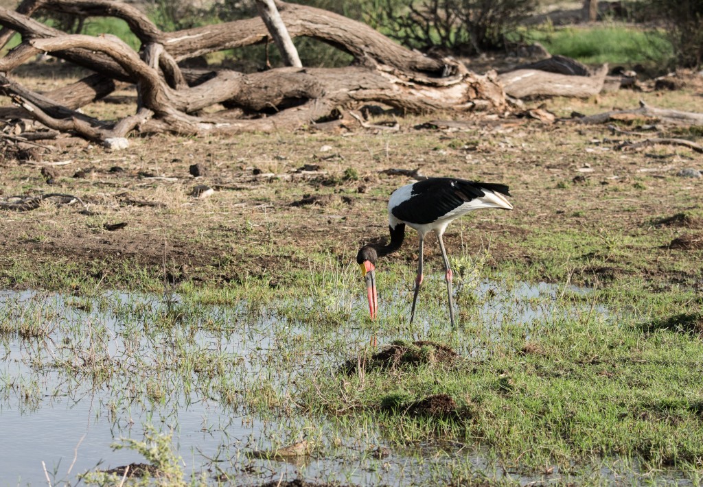 saddle-billed stork fishing with its head to one side