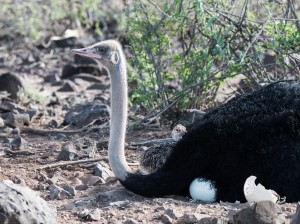 very young somali ostrich chick watches us from safely behind its father
