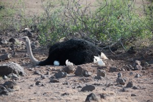 suddenly the ostrich chick disappears from view and the male settles down