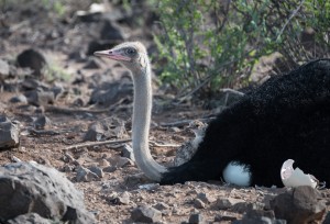 adult male somali ostrich and chick striking similar poses