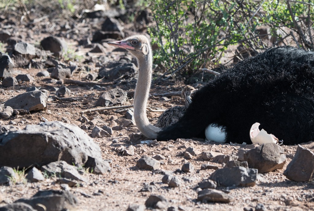male somali ostrich on the nest with a chick visible next to it