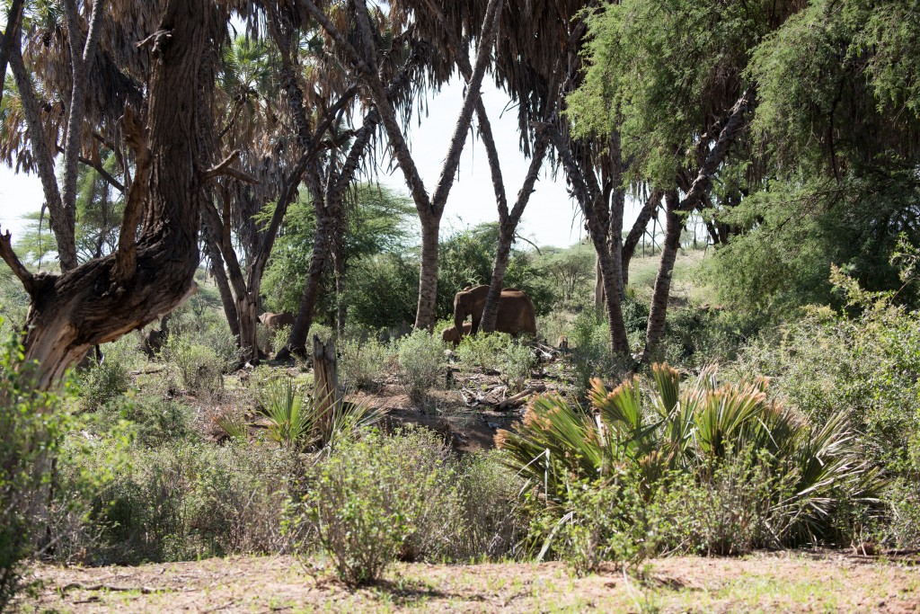distant view of elephants moving through the bush