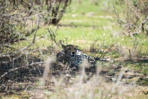 cheetah resting in the small patch of shade at the base of a bush