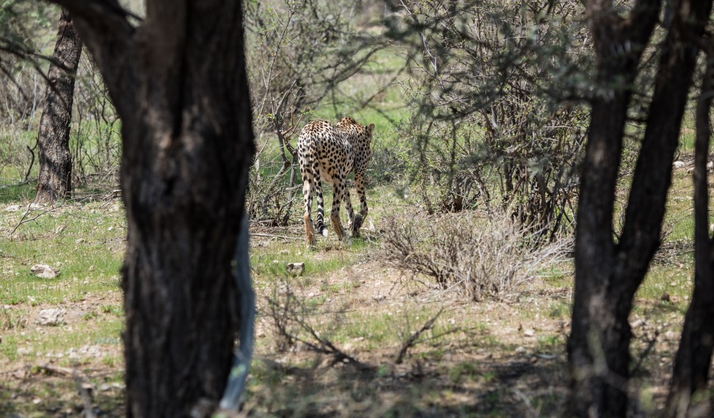 cheetah disappearing into the bush