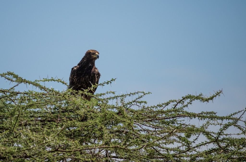 brown snake-eagle, perched high above us on an acacia tree, looking into the camera lens