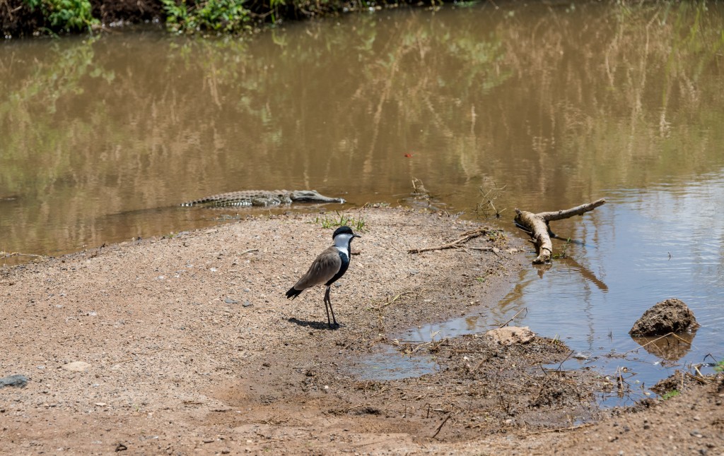 spur-winged lapwing standing by the water with a small crocodile in the water behind