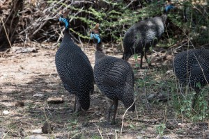 close up picture of helmeted guineafowl showing their head shape and iridescent colouring