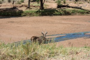 common waterbuck photographed from high up a river bank.