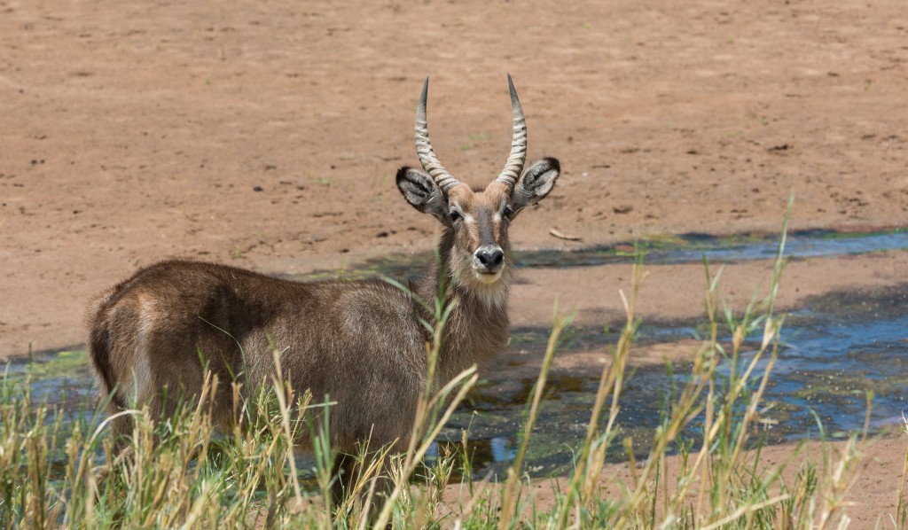 close up of a common waterbuck checking us out