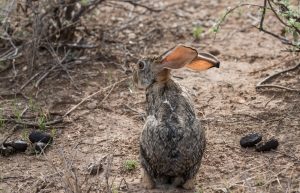 african hare with its back to us but its head in profile showing off very long whiskers and very large ears