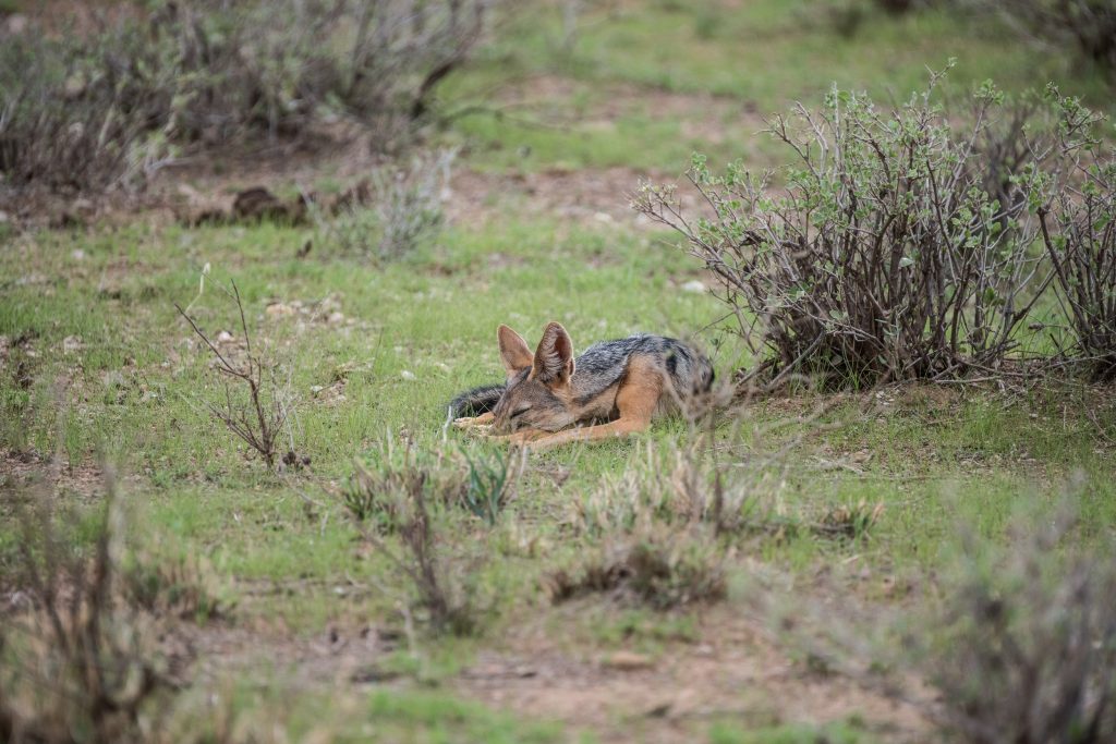 the jackal turns its head to the left and goes back to sleep