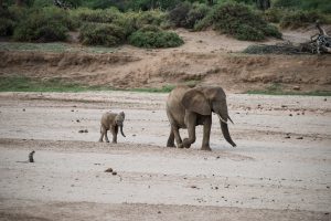 tiny elephant following its mother along the dry river bed