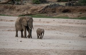 baby elephant overtaking its mother