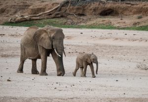 baby elephant walking purposefully
