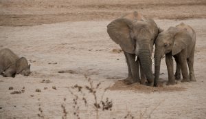 two elephants drinking from the same hole