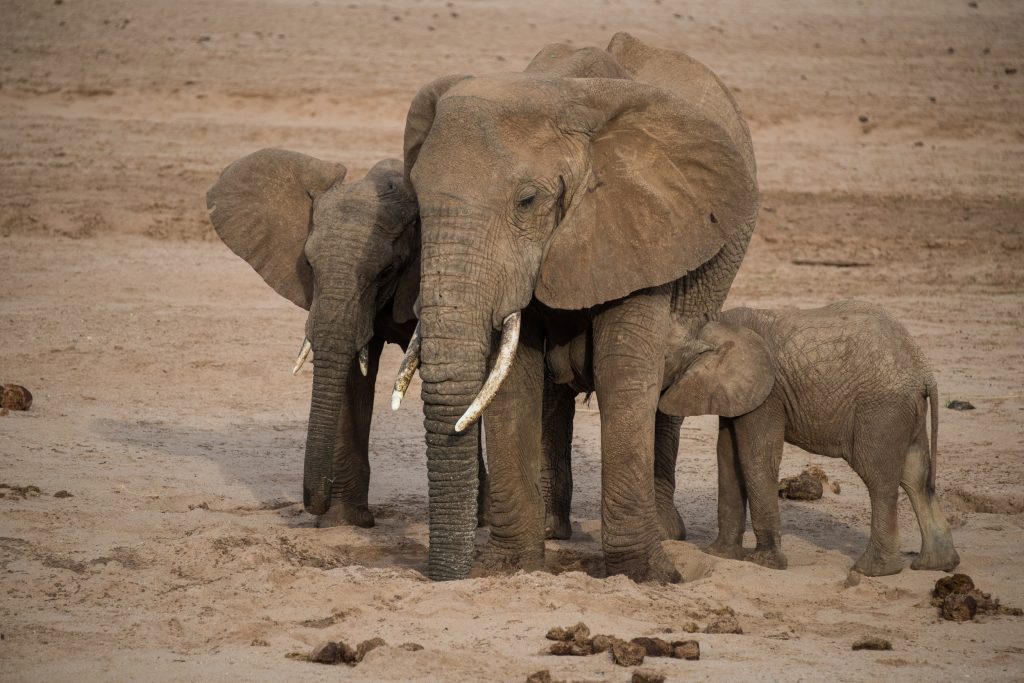 baby elephant suckling while mother is getting water from the waterhole