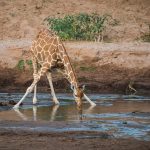 reticulate giraffe, legs spread,drinking. Some reflection in the water.
