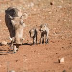 warthog with 2 babies
