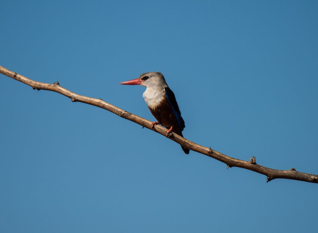 Grey-headed kingfisher on a branch