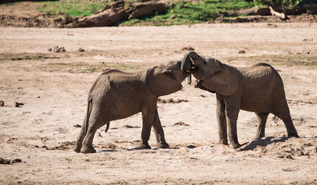young elephant play fighting