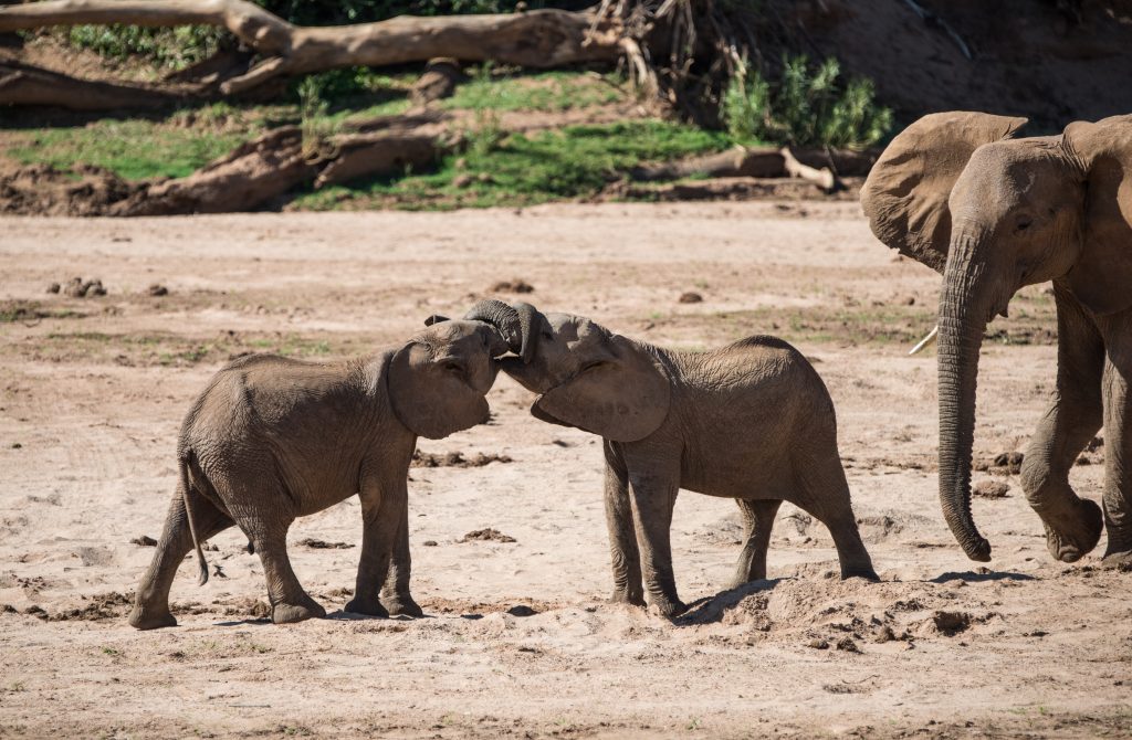 young elephant play fighting. As it gets more serious the mother intervenes