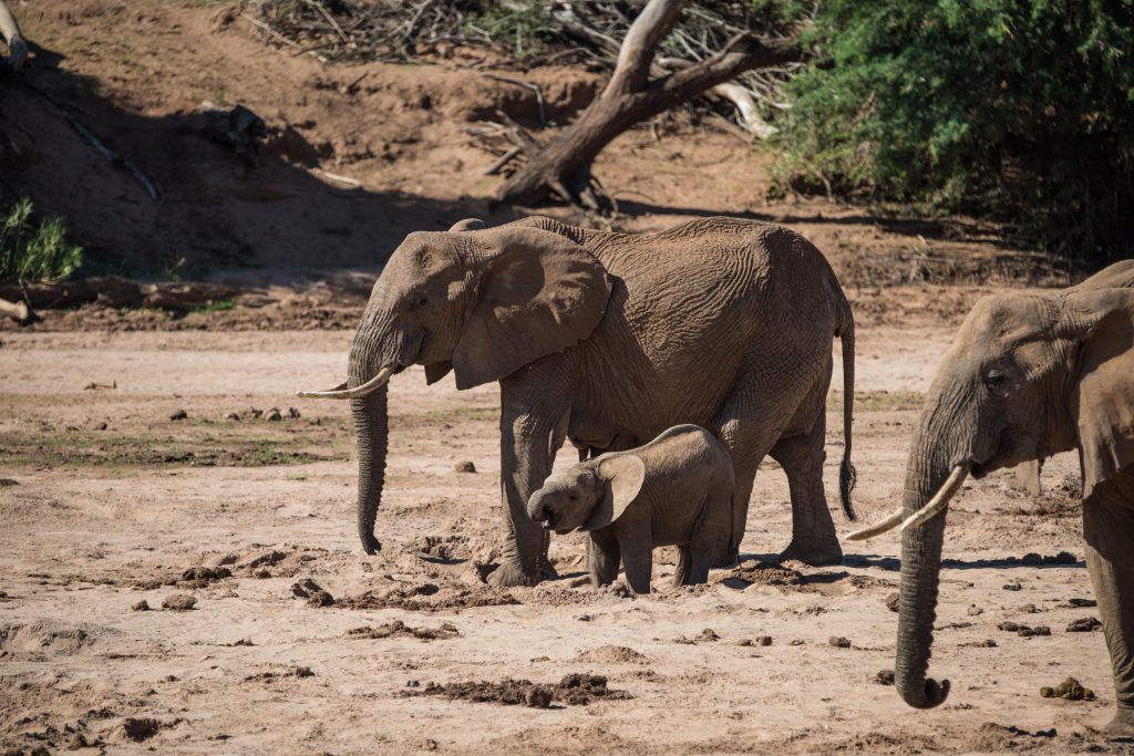mother and baby elephant drinking at waterhole in sand