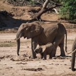 mother and baby elephant drinking at waterhole in sand