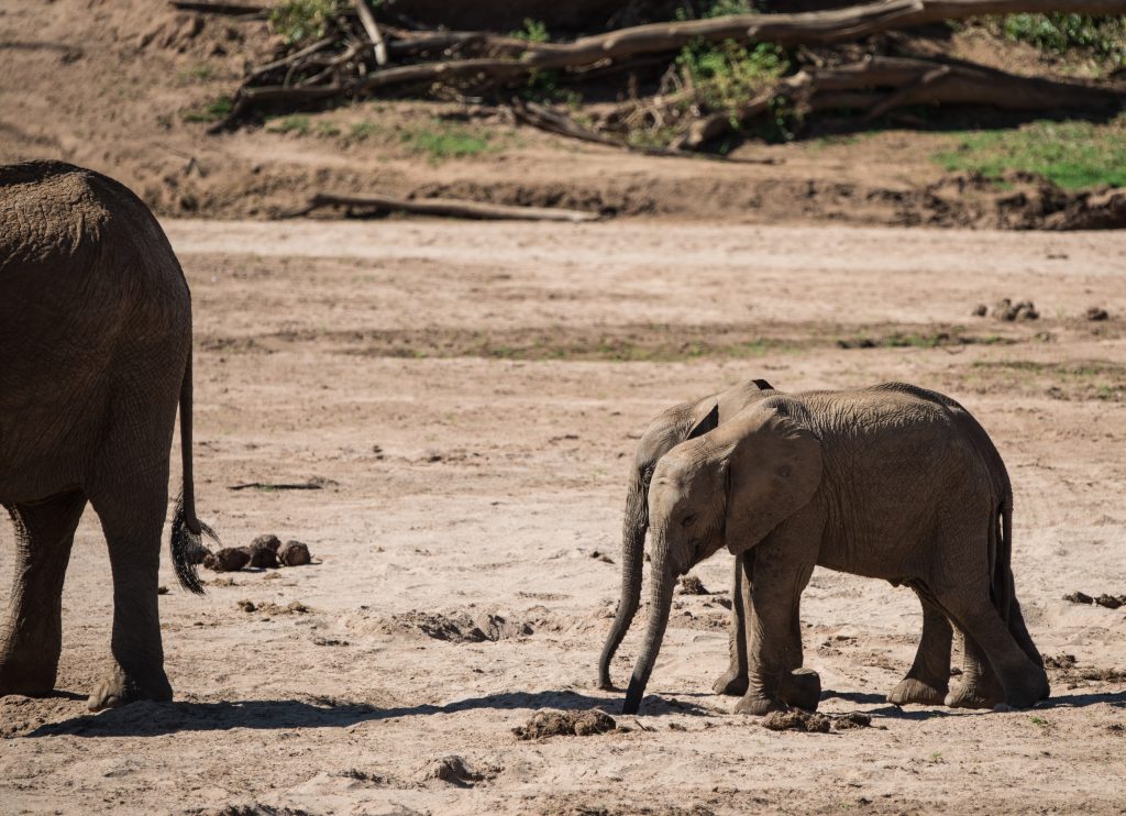 two baby elephants walking side by side