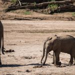 two baby elephants walking side by side