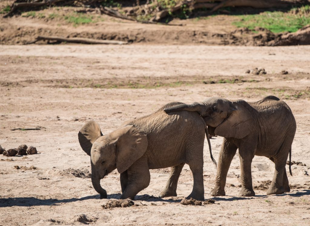 baby elephant digging in the sand while the second one starts to push from behind