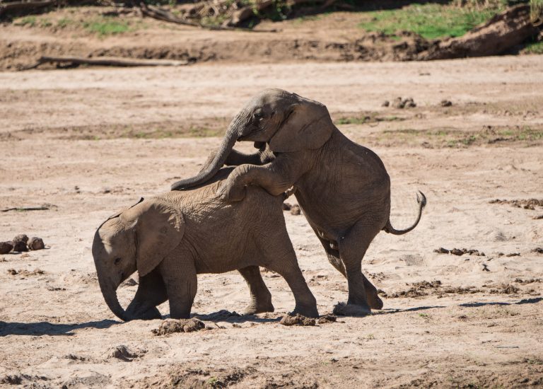 Baby elephants play rough!